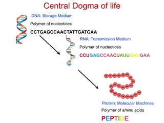 Central Dogma of life
Polymer of nucleotides
DNA: Storage Medium
RNA: Transmission Medium
Polymer of nucleotides
CCUGAGCCAACUAUUGAUGAA
CCTGAGCCAACTATTGATGAA
PEPTIDE
Polymer of amino acids
Protein: Molecular Machines
 