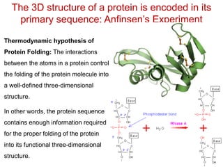 The 3D structure of a protein is encoded in its
primary sequence: Anfinsen’s Experiment
Thermodynamic hypothesis of
Protein Folding: The interactions
between the atoms in a protein control
the folding of the protein molecule into
a well-defined three-dimensional
structure.
In other words, the protein sequence
contains enough information required
for the proper folding of the protein
into its functional three-dimensional
structure.
 