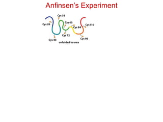 Anfinsen’s Experiment
 