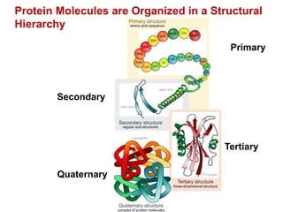 Protein Molecules are Organized in a Structural
Hierarchy
Secondary
Tertiary
Primary
Quaternary
 