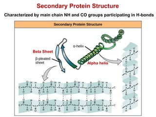 Secondary Protein Structure
Beta Sheet
Alpha helix
Characterized by main chain NH and CO groups participating in H-bonds
 