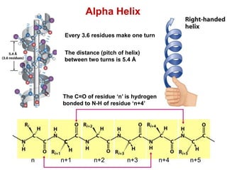 Alpha Helix
Every 3.6 residues make one turn
The distance (pitch of helix)
between two turns is 5.4 Å
The C=O of residue ‘n’ is hydrogen
bonded to N-H of residue ‘n+4’
n n+1 n+2 n+3 n+4 n+5
 