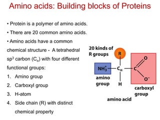 Amino acids: Building blocks of Proteins
• Protein is a polymer of amino acids.
• There are 20 common amino acids.
• Amino acids have a common
chemical structure - A tetrahedral
sp3 carbon (Cα) with four different
functional groups:
1. Amino group
2. Carboxyl group
3. H-atom
4. Side chain (R) with distinct
chemical property
 