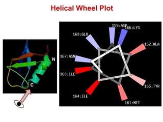Helical Wheel Plot
N
C
 