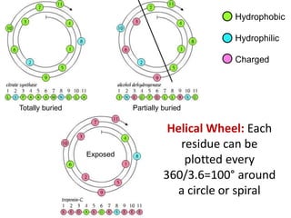 Helical Wheel: Each
residue can be
plotted every
360/3.6=100° around
a circle or spiral
Hydrophobic
Hydrophilic
Charged
Totally buried Partially buried
Exposed
 