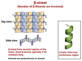 β-sheet
(Number of β-Strands are Involved)
β-sheet from several regions of the
chain; Each β-strand, typically 5-10
residues long
α-helix: from one
continuous region
H-bonds are perpendicular to strands
 