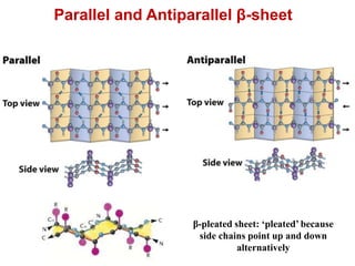 β-pleated sheet: ‘pleated’ because
side chains point up and down
alternatively
Parallel and Antiparallel β-sheet
 