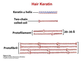 Hair Keratin
 