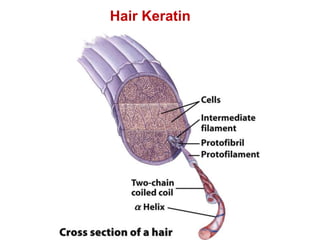 Hair Keratin
 