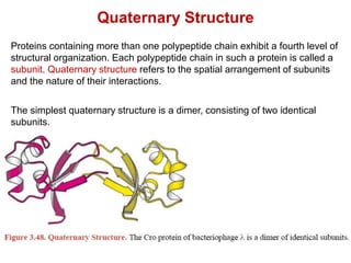 Quaternary Structure
Proteins containing more than one polypeptide chain exhibit a fourth level of
structural organization. Each polypeptide chain in such a protein is called a
subunit. Quaternary structure refers to the spatial arrangement of subunits
and the nature of their interactions.
The simplest quaternary structure is a dimer, consisting of two identical
subunits.
 