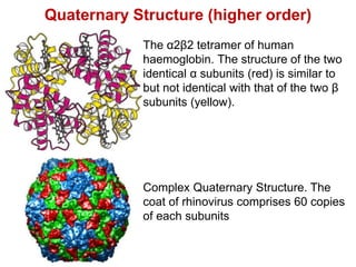Quaternary Structure (higher order)
Complex Quaternary Structure. The
coat of rhinovirus comprises 60 copies
of each subunits
The α2β2 tetramer of human
haemoglobin. The structure of the two
identical α subunits (red) is similar to
but not identical with that of the two β
subunits (yellow).
 