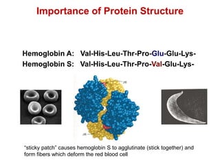 Hemoglobin A: Val-His-Leu-Thr-Pro-Glu-Glu-Lys-
Hemoglobin S: Val-His-Leu-Thr-Pro-Val-Glu-Lys-
“sticky patch” causes hemoglobin S to agglutinate (stick together) and
form fibers which deform the red blood cell
Importance of Protein Structure
 