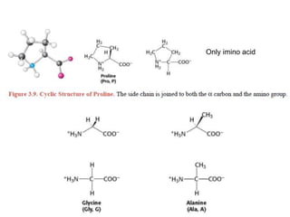 Only imino acid
 