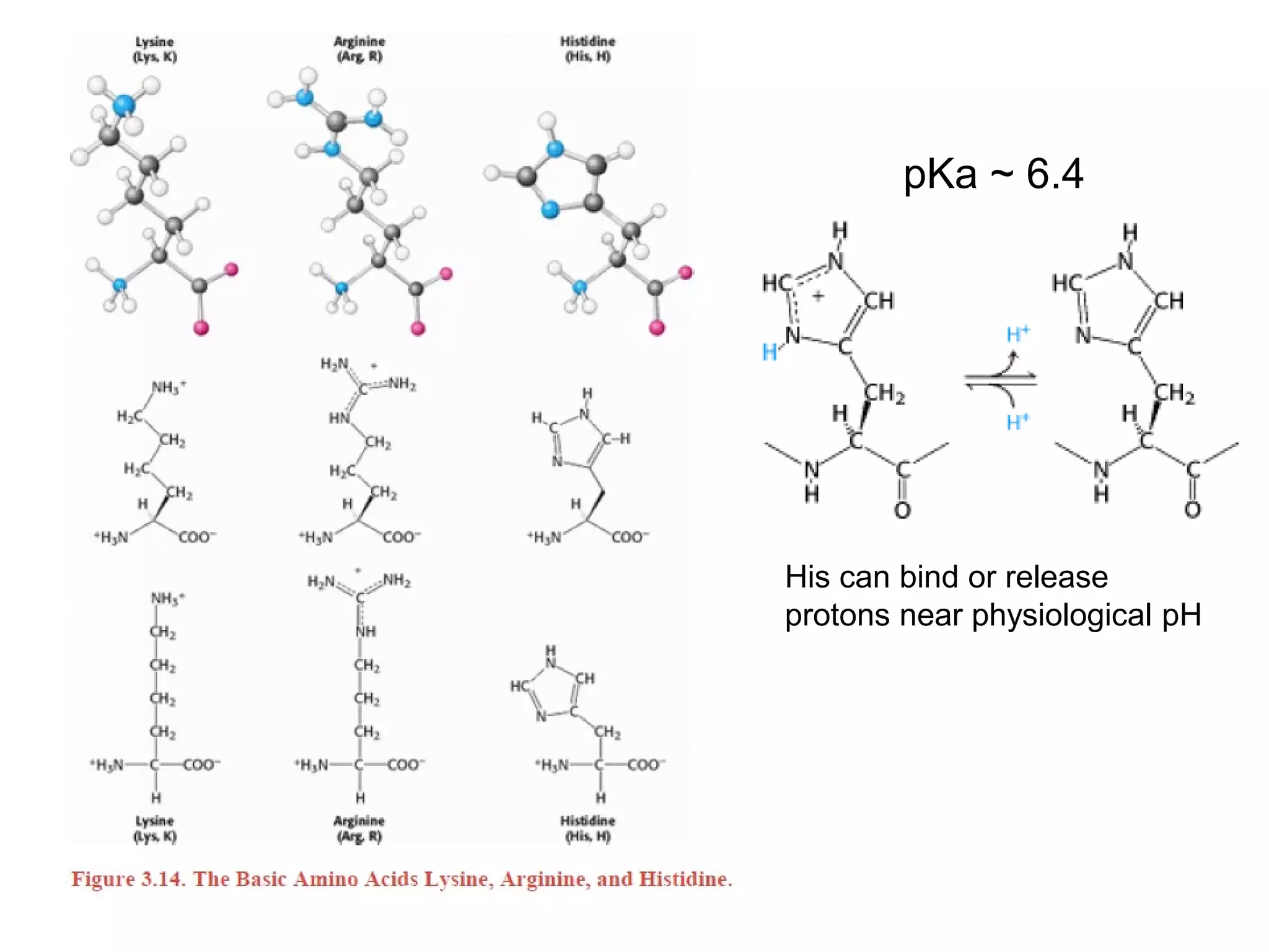 His can bind or release
protons near physiological pH
pKa ~ 6.4
 