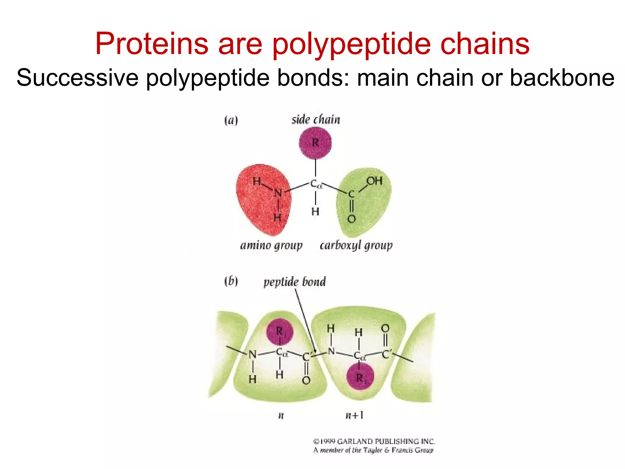 Proteins are polypeptide chains
Successive polypeptide bonds: main chain or backbone
 