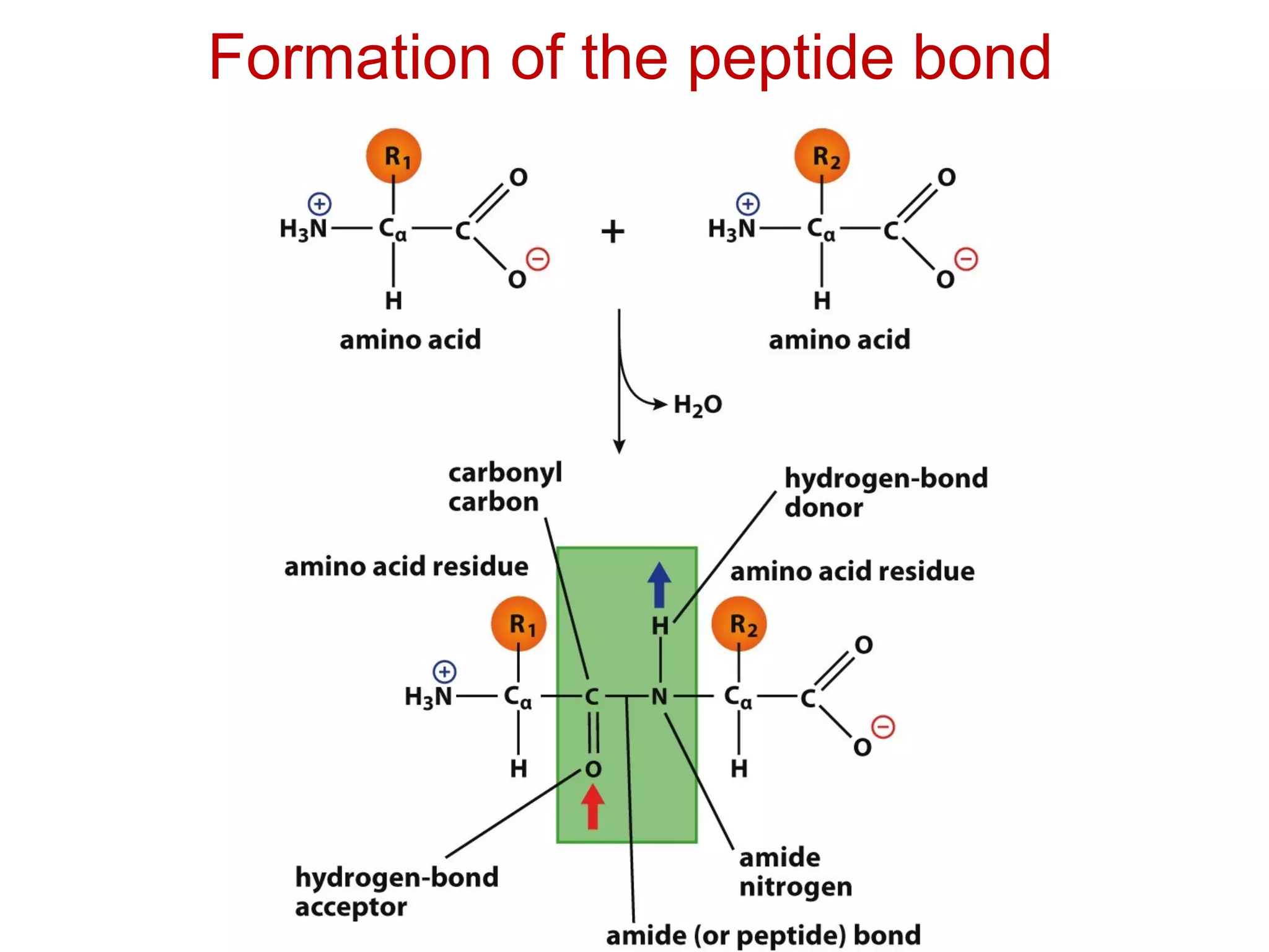 Formation of the peptide bond
 