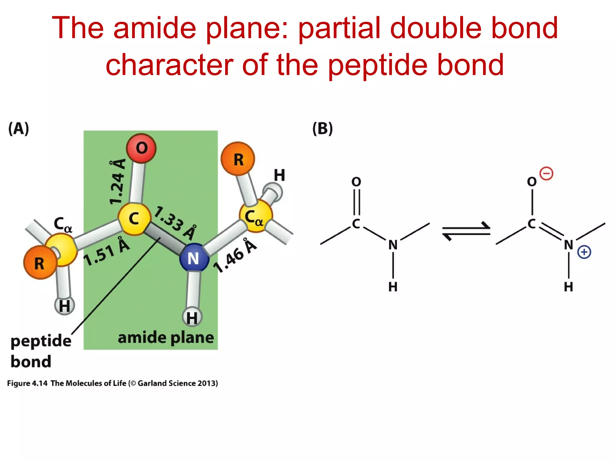 The amide plane: partial double bond
character of the peptide bond
 