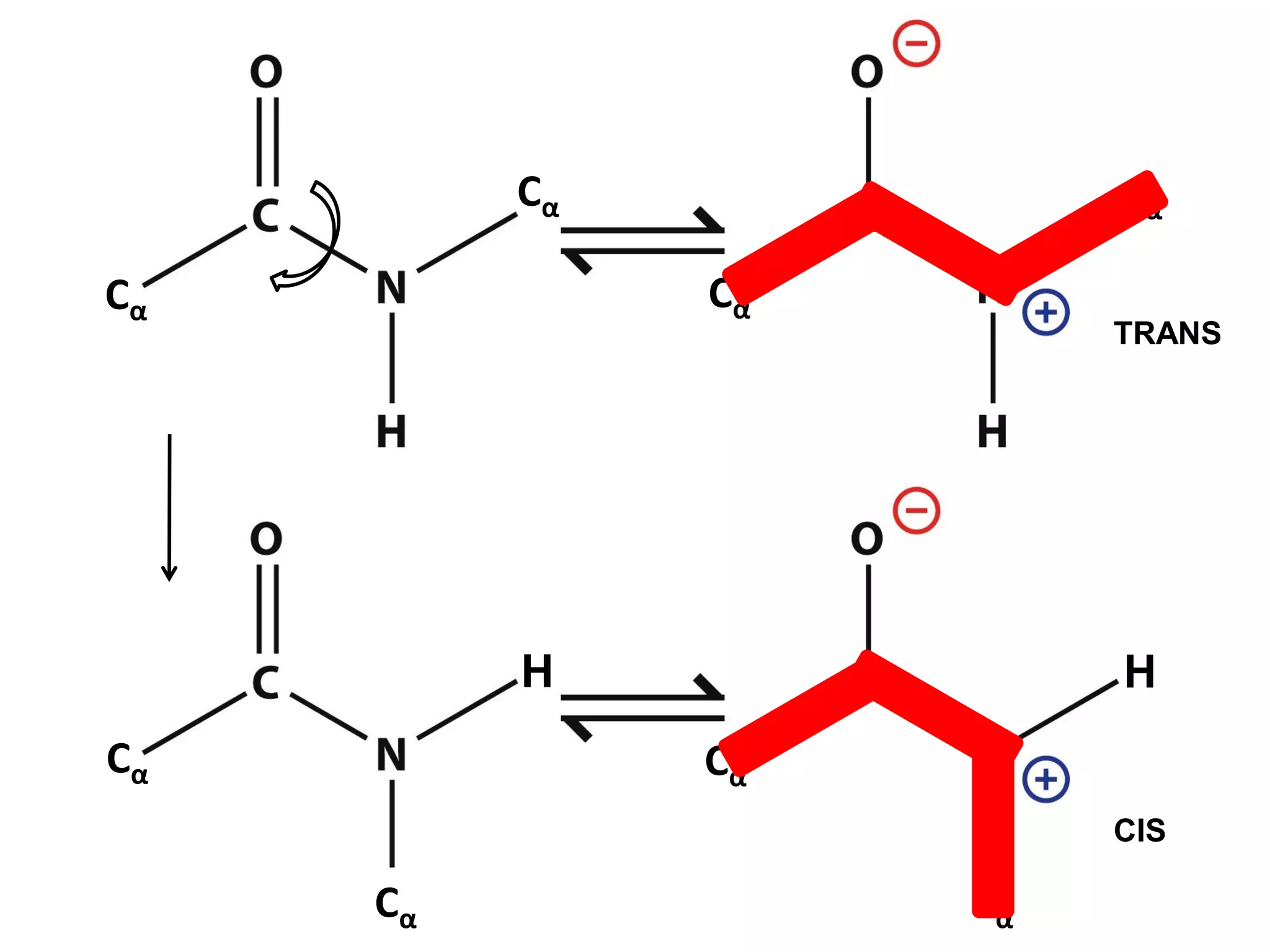 Cα
Cα
Cα
Cα
H
Cα
Cα
Cα
Cα
H
TRANS
CIS
 