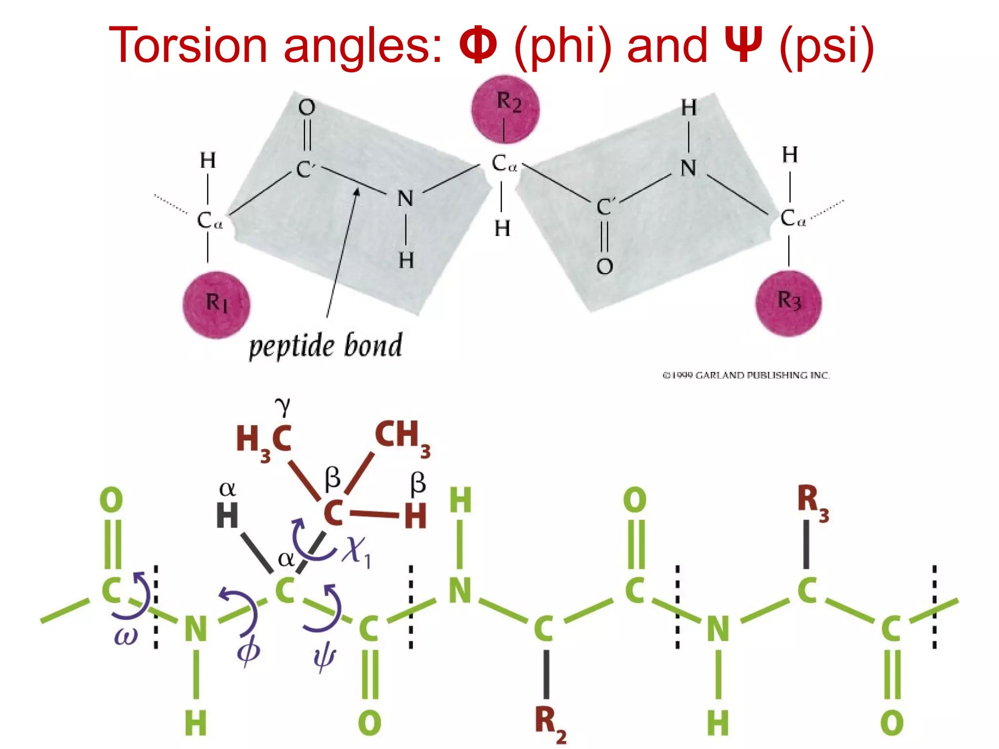 Torsion angles: Φ (phi) and Ψ (psi)
 