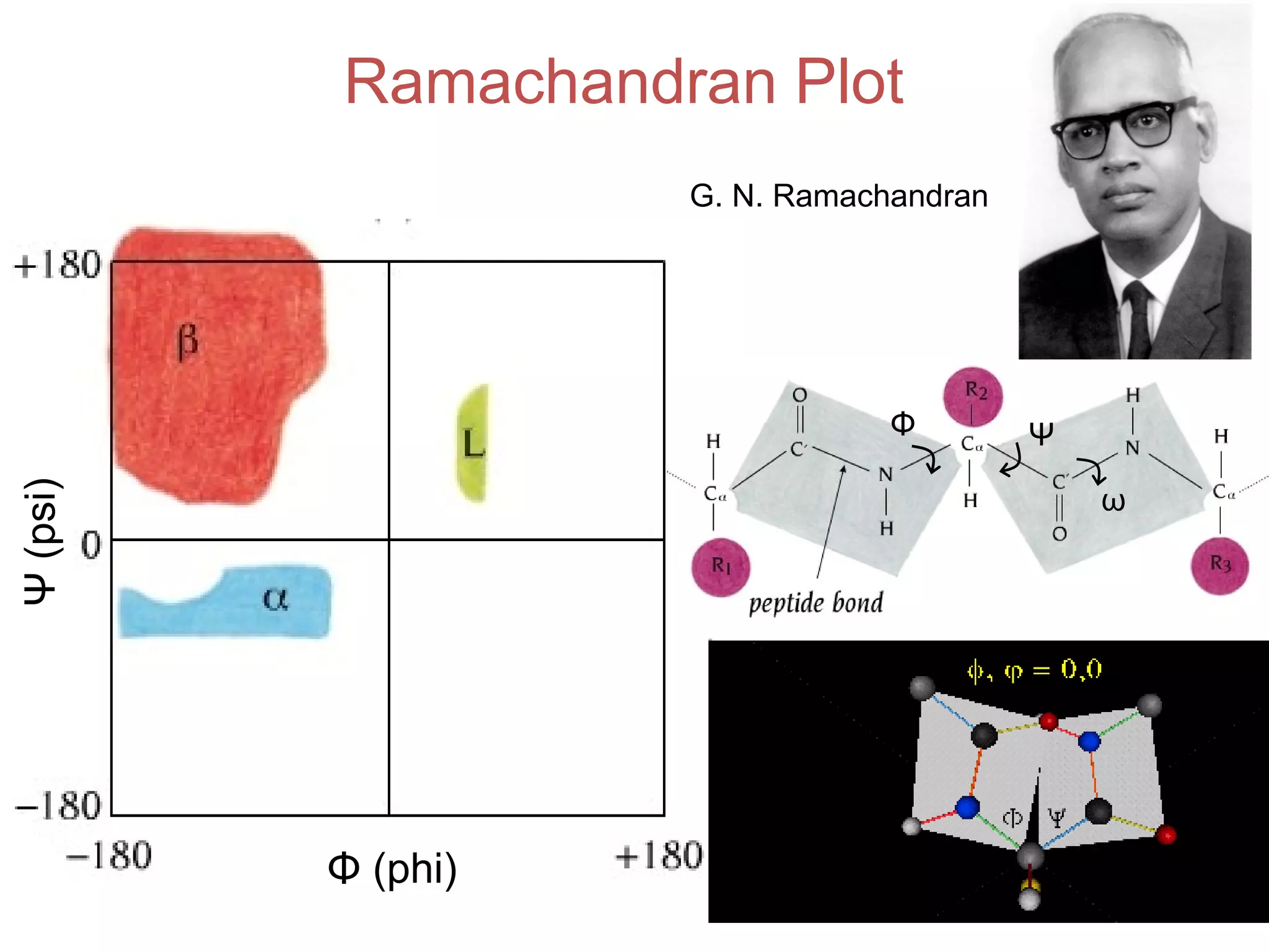 Ramachandran Plot
G. N. Ramachandran
Ψ(psi)
Φ (phi)
Φ Ψ
ω
 
