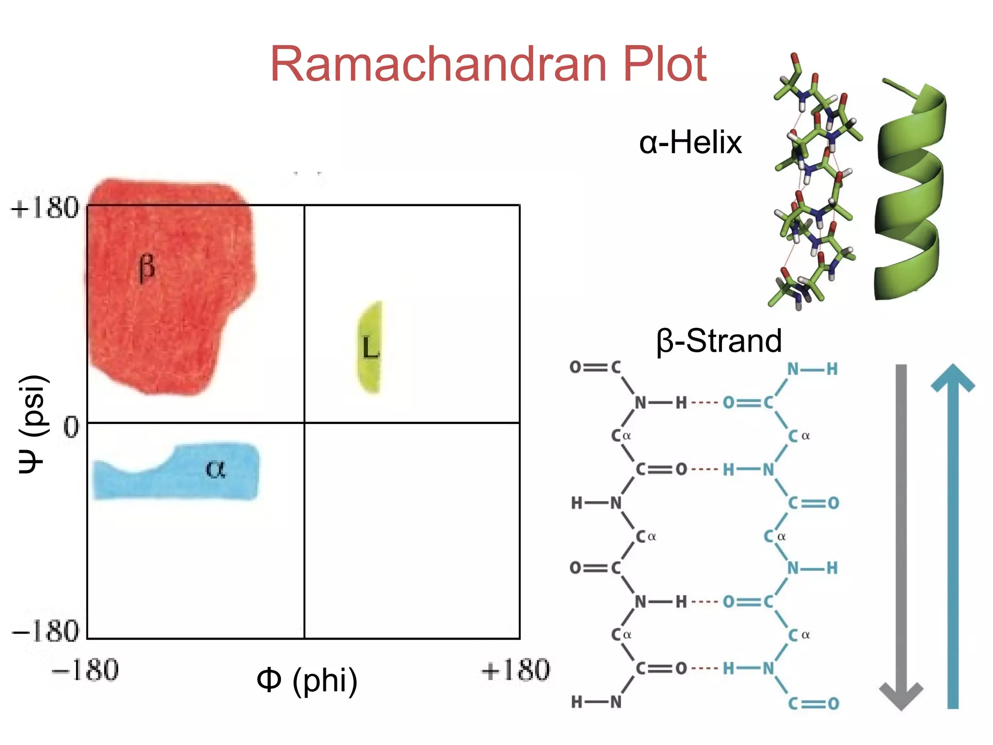 Ramachandran Plot
Ψ(psi)
Φ (phi)
α-Helix
β-Strand
 