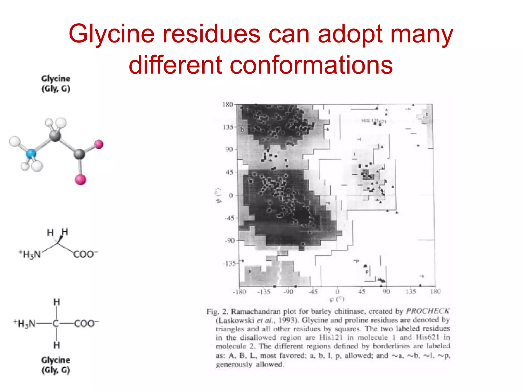 Glycine residues can adopt many
different conformations
 
