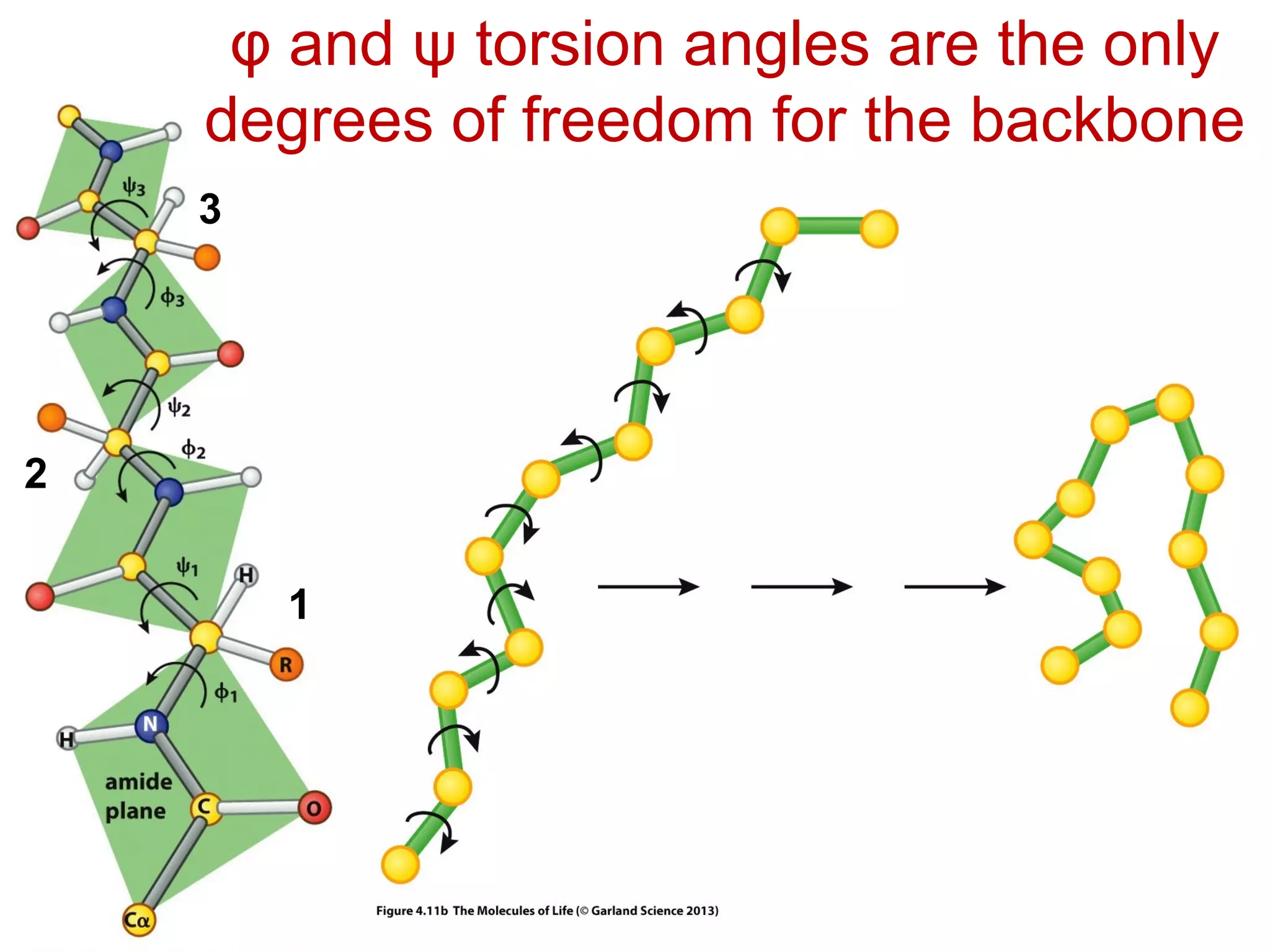 φ and ψ torsion angles are the only
degrees of freedom for the backbone
1
2
3
 