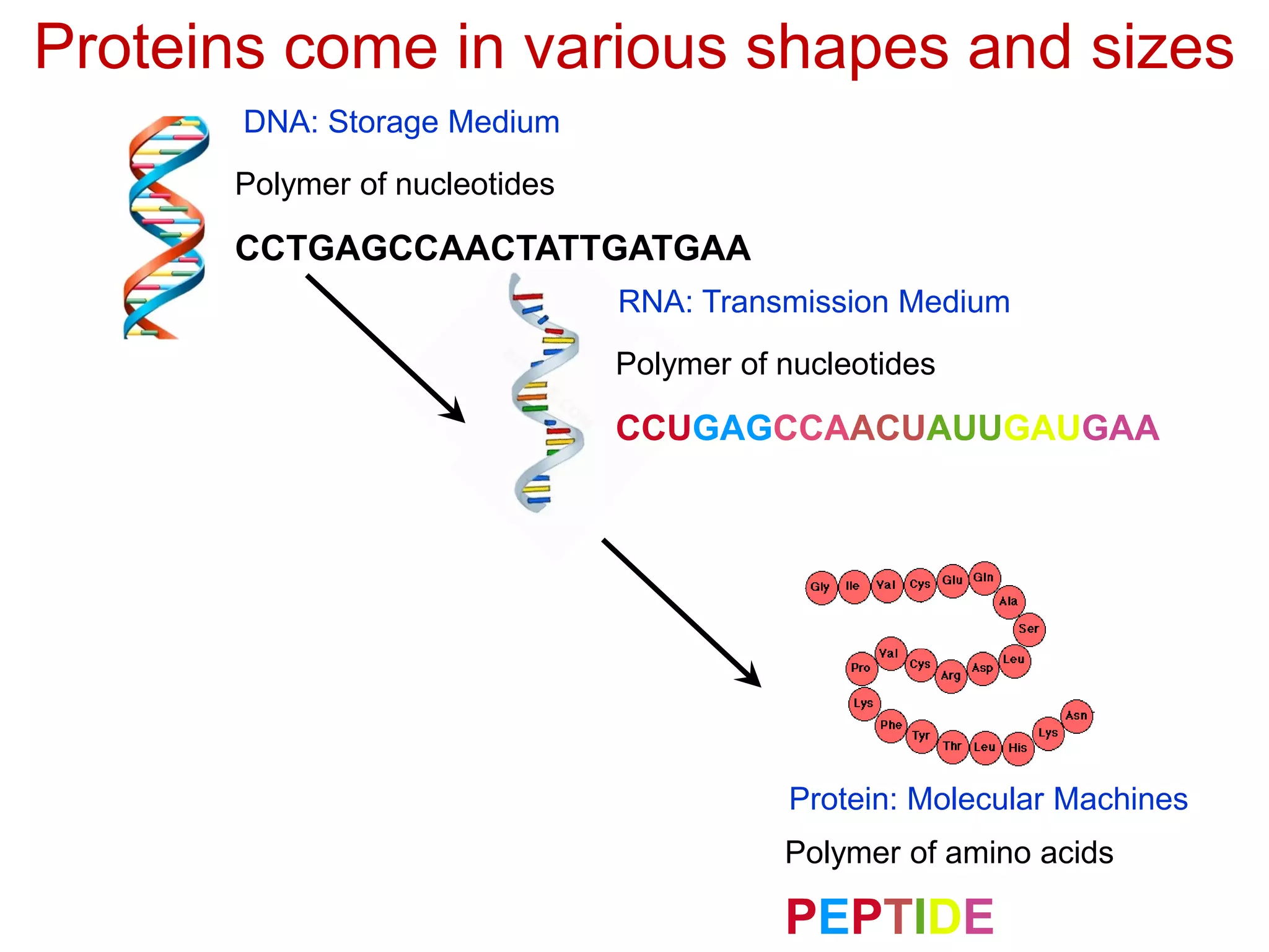 Proteins come in various shapes and sizes
Polymer of nucleotides
DNA: Storage Medium
RNA: Transmission Medium
Polymer of nucleotides
CCUGAGCCAACUAUUGAUGAA
CCTGAGCCAACTATTGATGAA
PEPTIDE
Polymer of amino acids
Protein: Molecular Machines
 