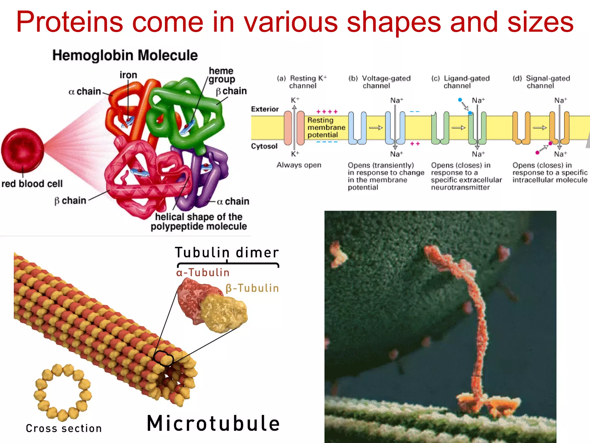 Proteins come in various shapes and sizes
 