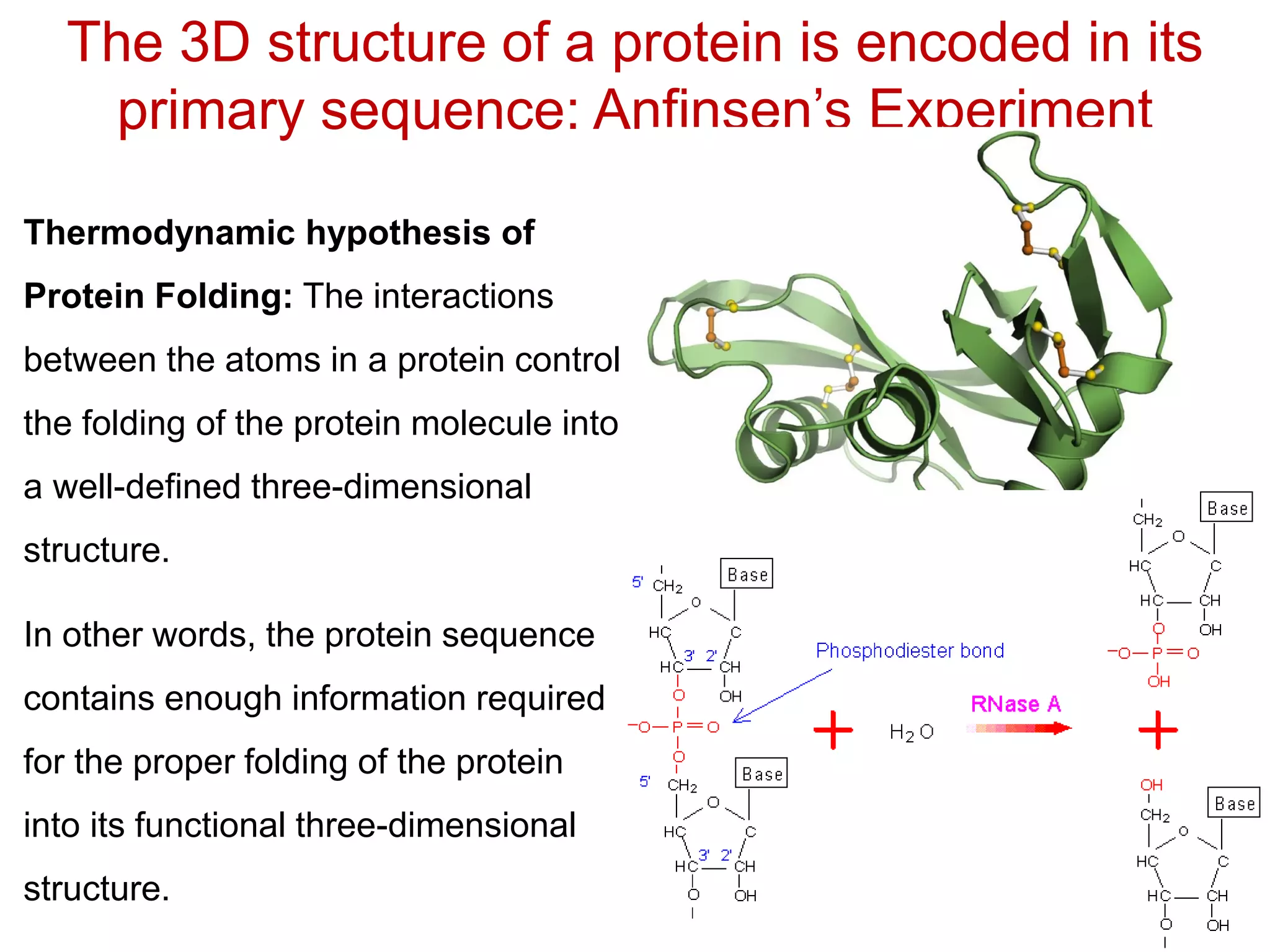 The 3D structure of a protein is encoded in its
primary sequence: Anfinsen’s Experiment
Thermodynamic hypothesis of
Protein Folding: The interactions
between the atoms in a protein control
the folding of the protein molecule into
a well-defined three-dimensional
structure.
In other words, the protein sequence
contains enough information required
for the proper folding of the protein
into its functional three-dimensional
structure.
 