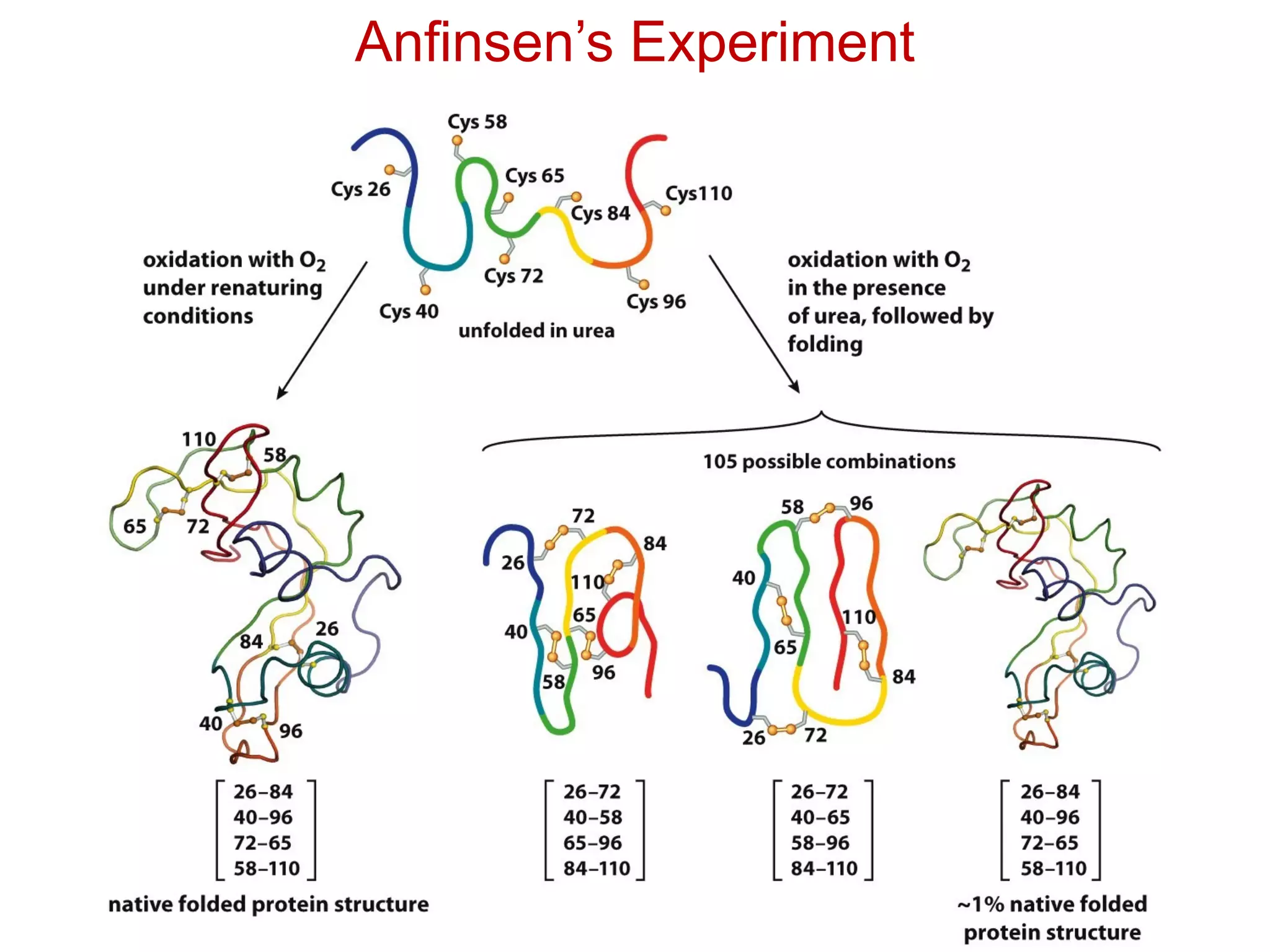 Anfinsen’s Experiment
 