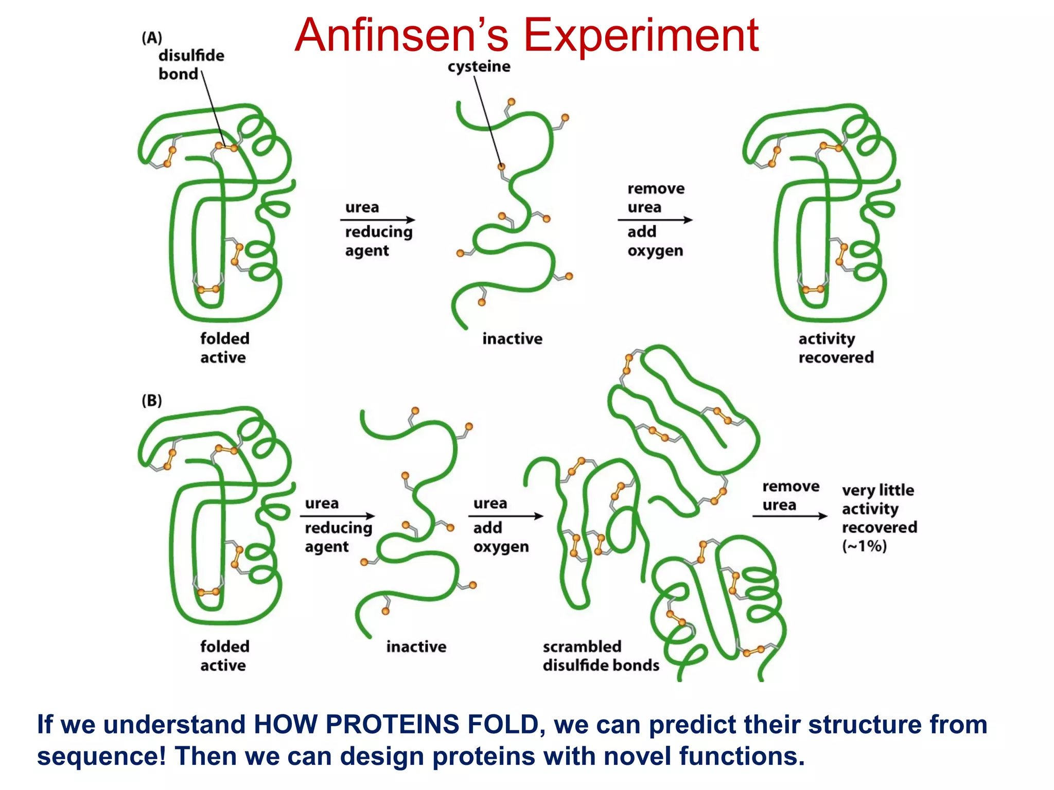 Anfinsen’s Experiment
If we understand HOW PROTEINS FOLD, we can predict their structure from
sequence! Then we can design proteins with novel functions.
 