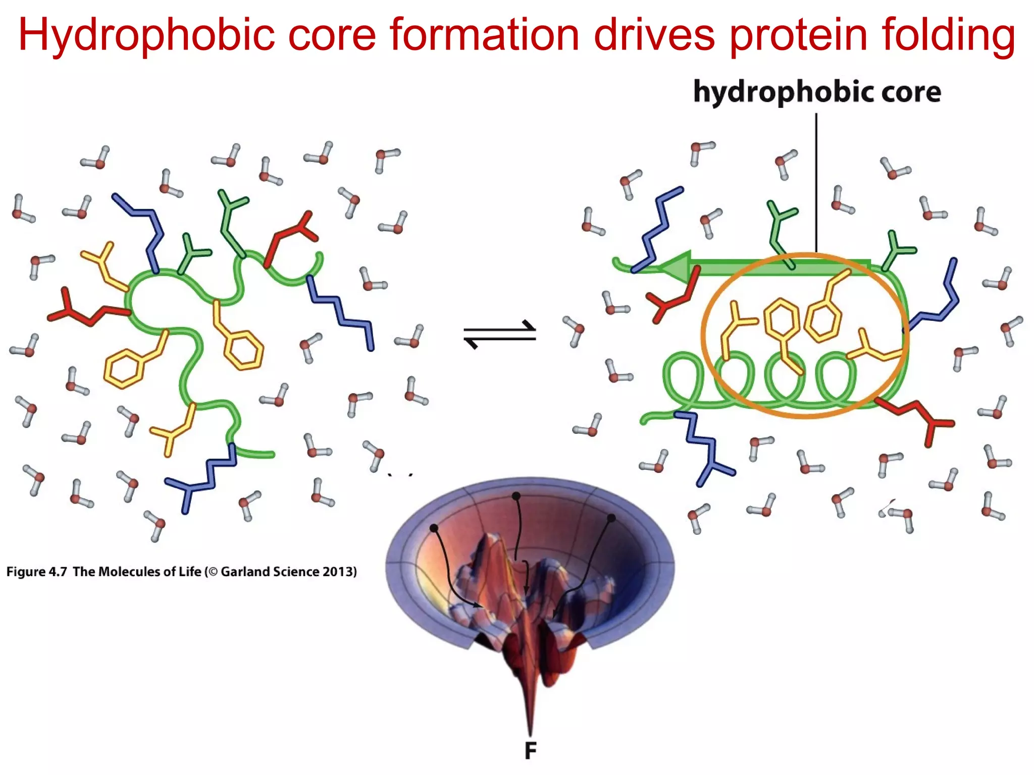 Hydrophobic core formation drives protein folding
 