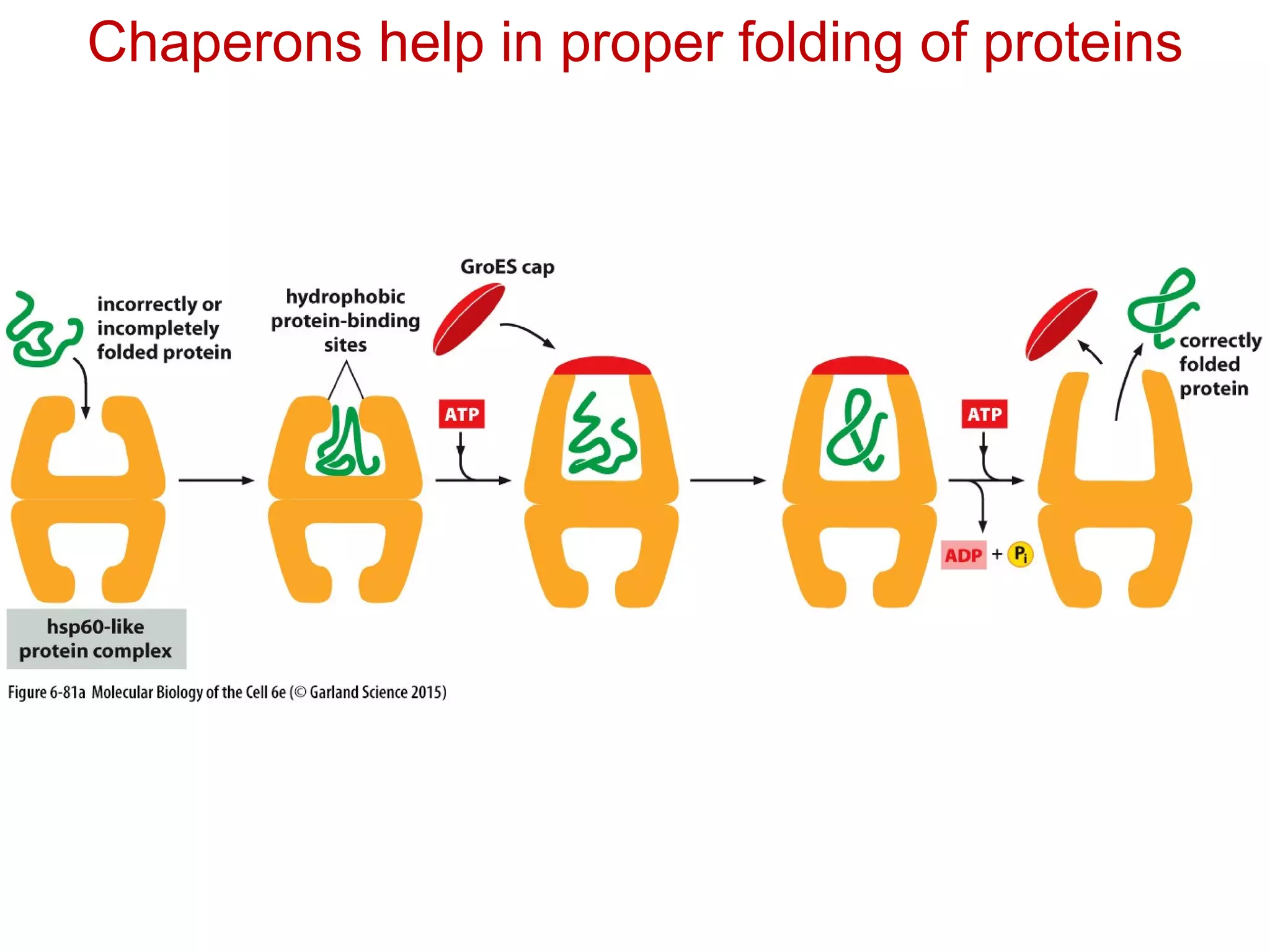 Chaperons help in proper folding of proteins
 