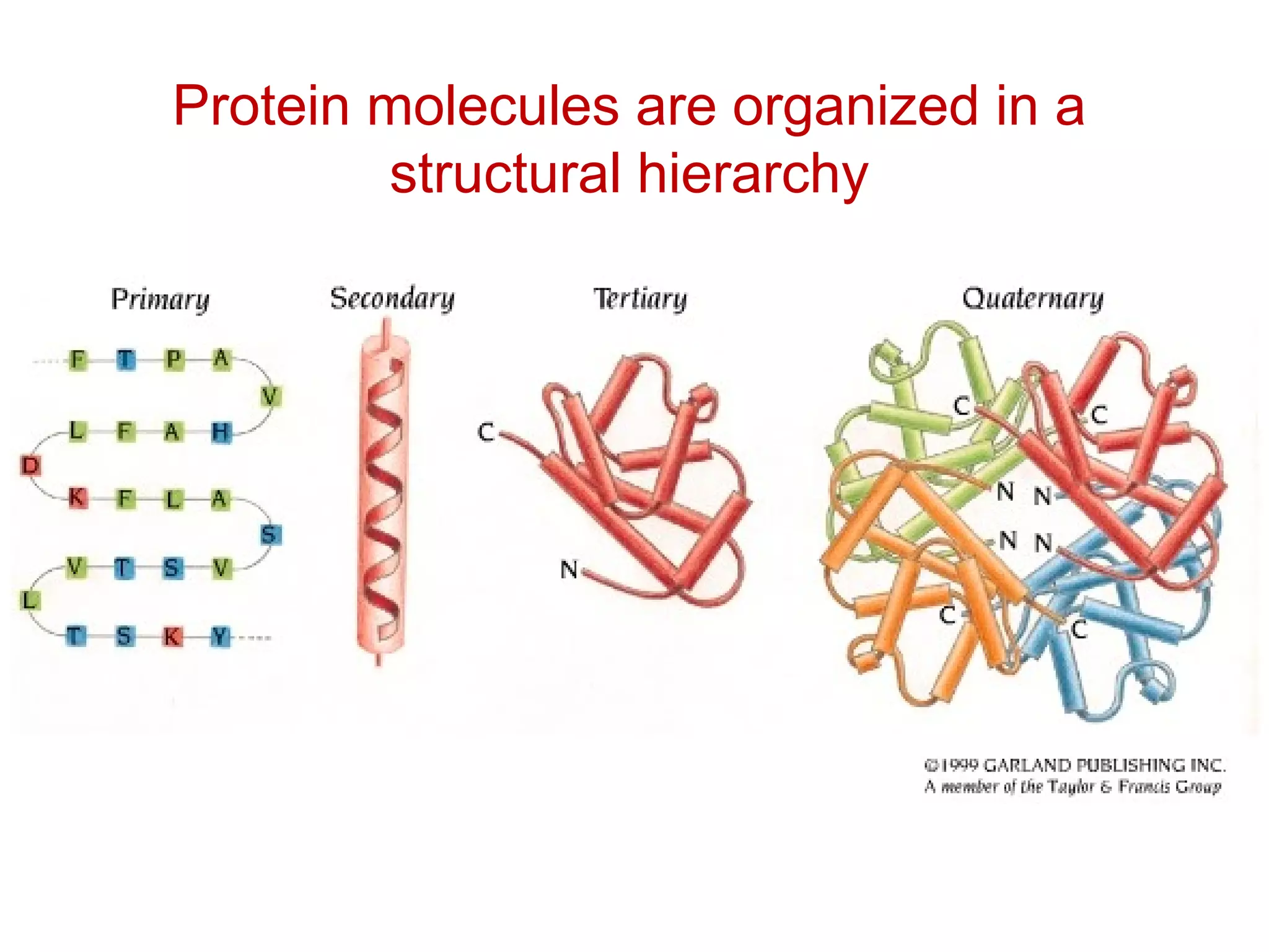 Protein molecules are organized in a
structural hierarchy
 