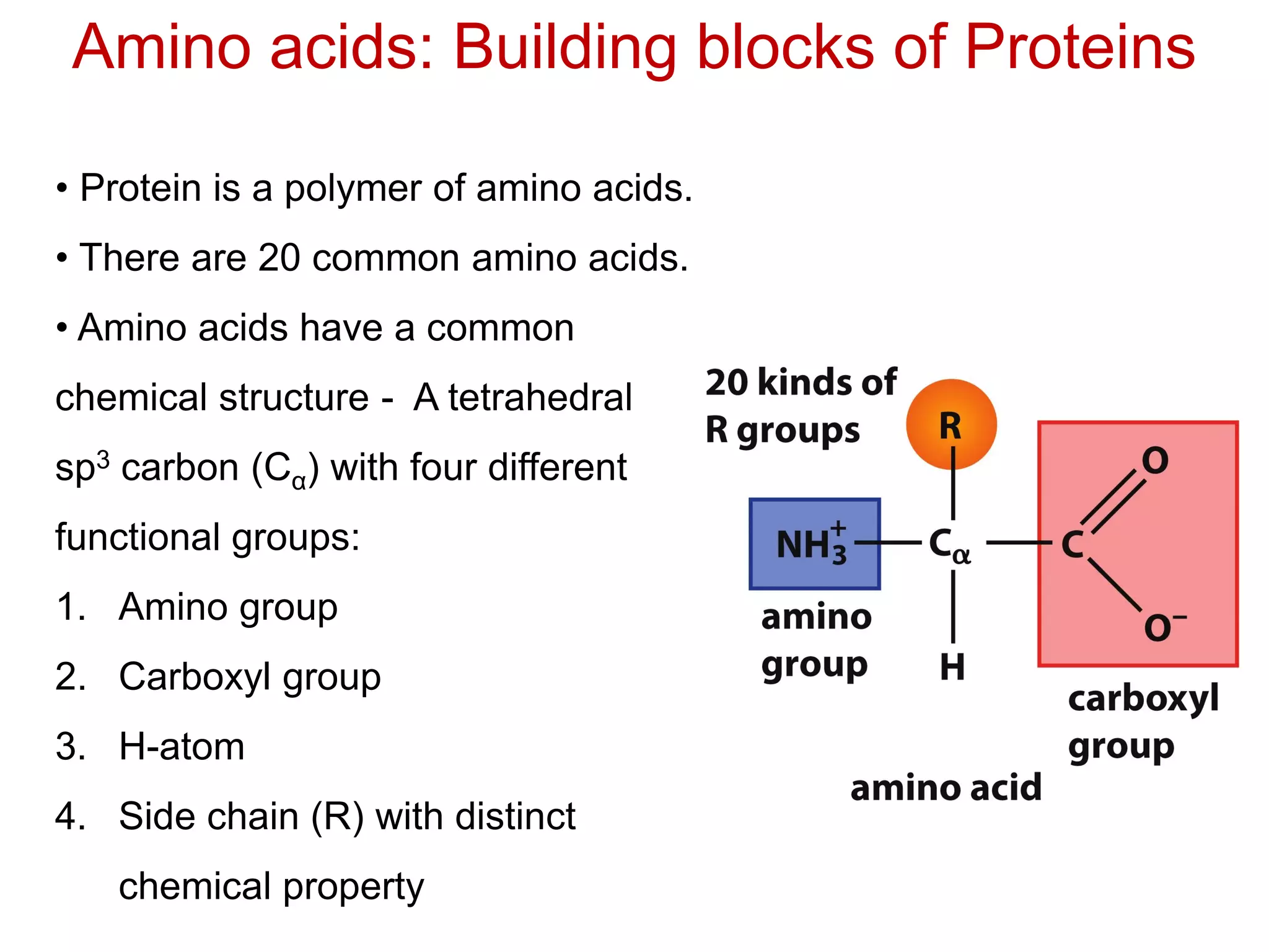 Amino acids: Building blocks of Proteins
• Protein is a polymer of amino acids.
• There are 20 common amino acids.
• Amino acids have a common
chemical structure - A tetrahedral
sp3 carbon (Cα) with four different
functional groups:
1. Amino group
2. Carboxyl group
3. H-atom
4. Side chain (R) with distinct
chemical property
 