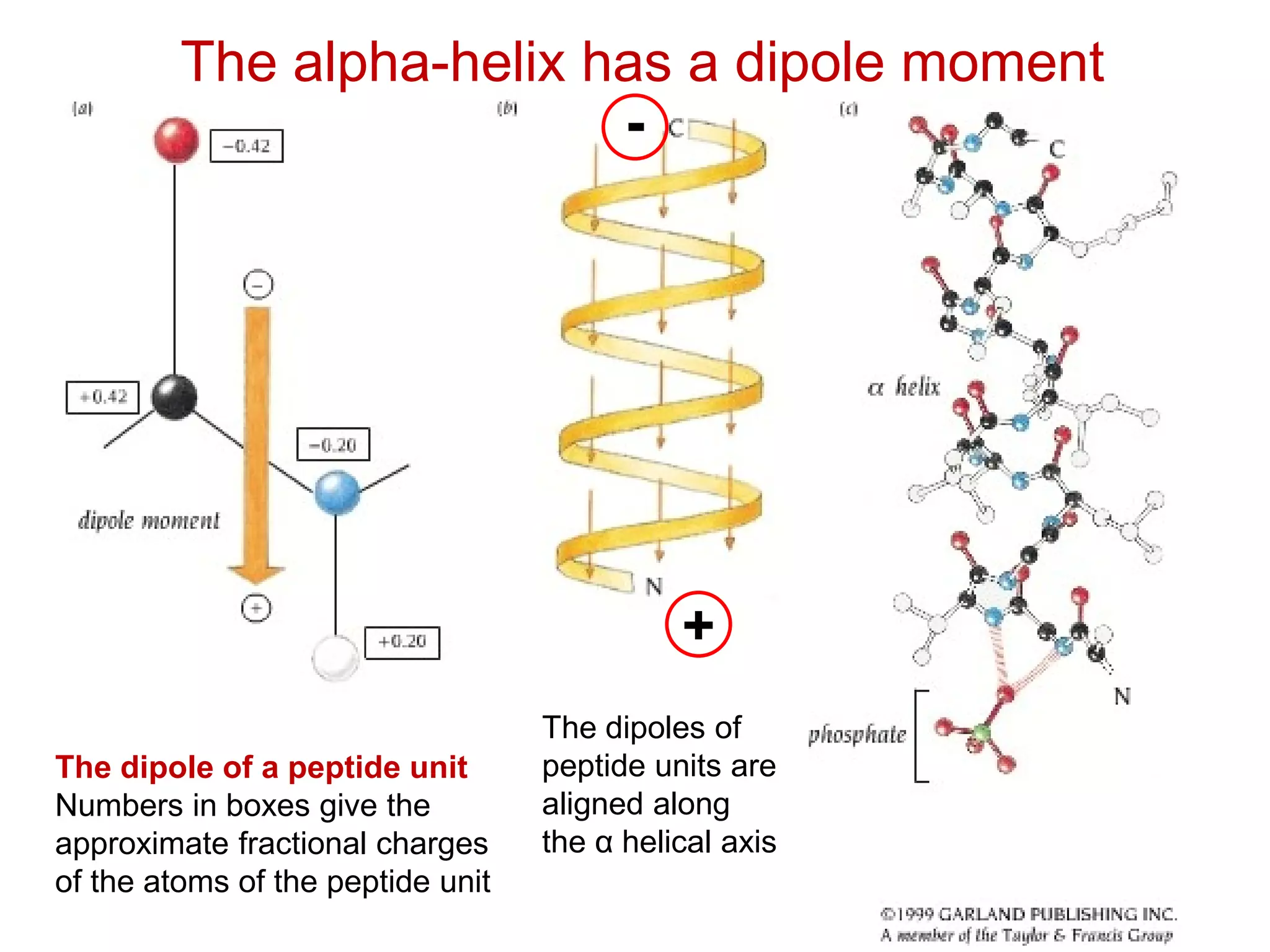 The alpha-helix has a dipole moment
The dipole of a peptide unit
Numbers in boxes give the
approximate fractional charges
of the atoms of the peptide unit
The dipoles of
peptide units are
aligned along
the α helical axis
+
-
 