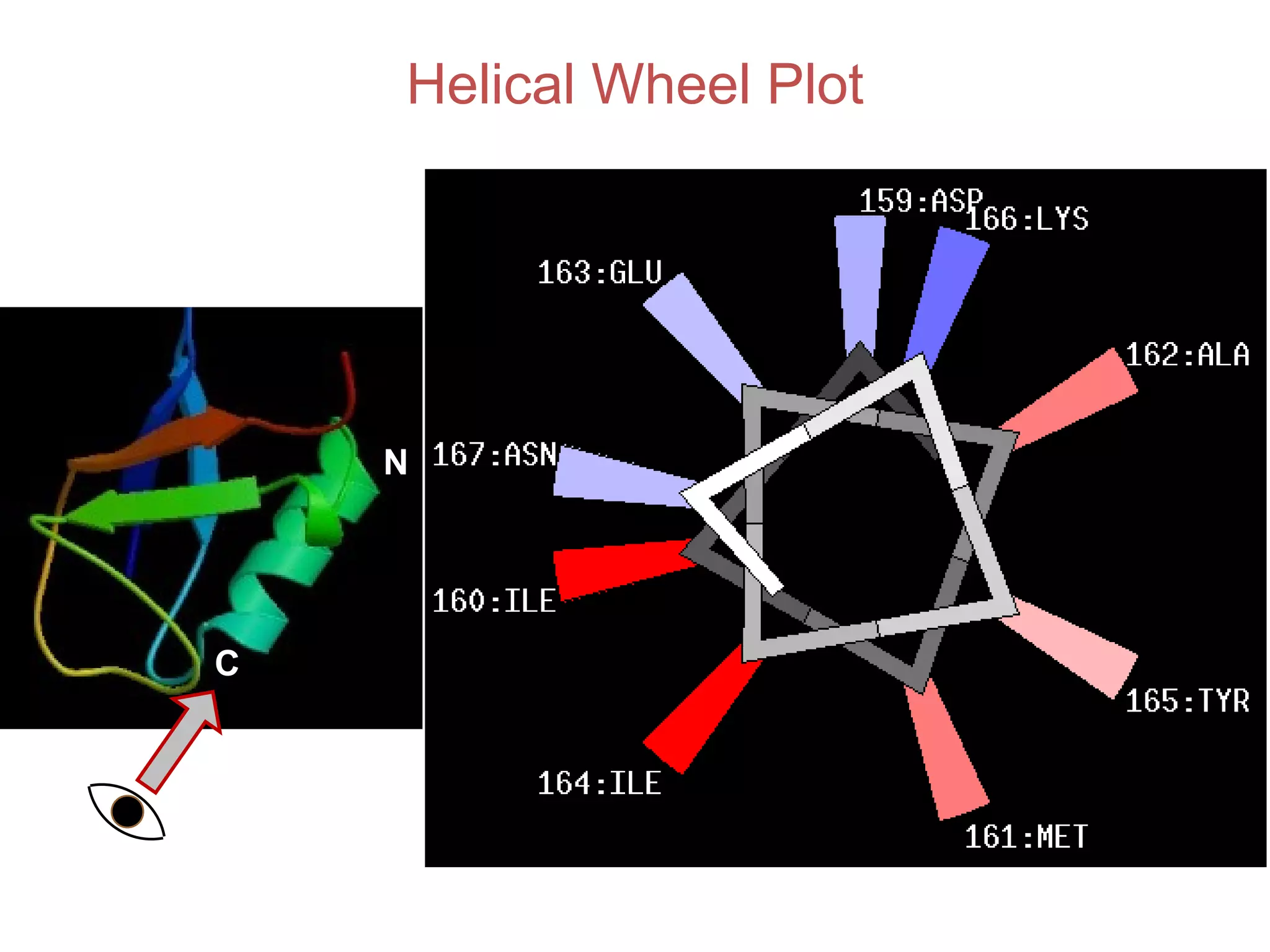 Helical Wheel Plot
N
C
 