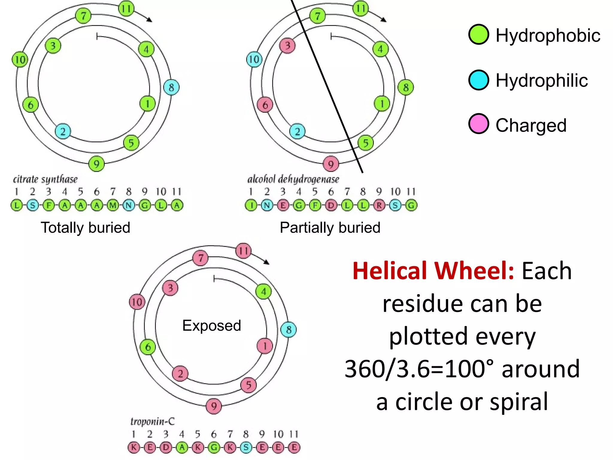 Helical Wheel: Each
residue can be
plotted every
360/3.6=100° around
a circle or spiral
Hydrophobic
Hydrophilic
Charged
Totally buried Partially buried
Exposed
 