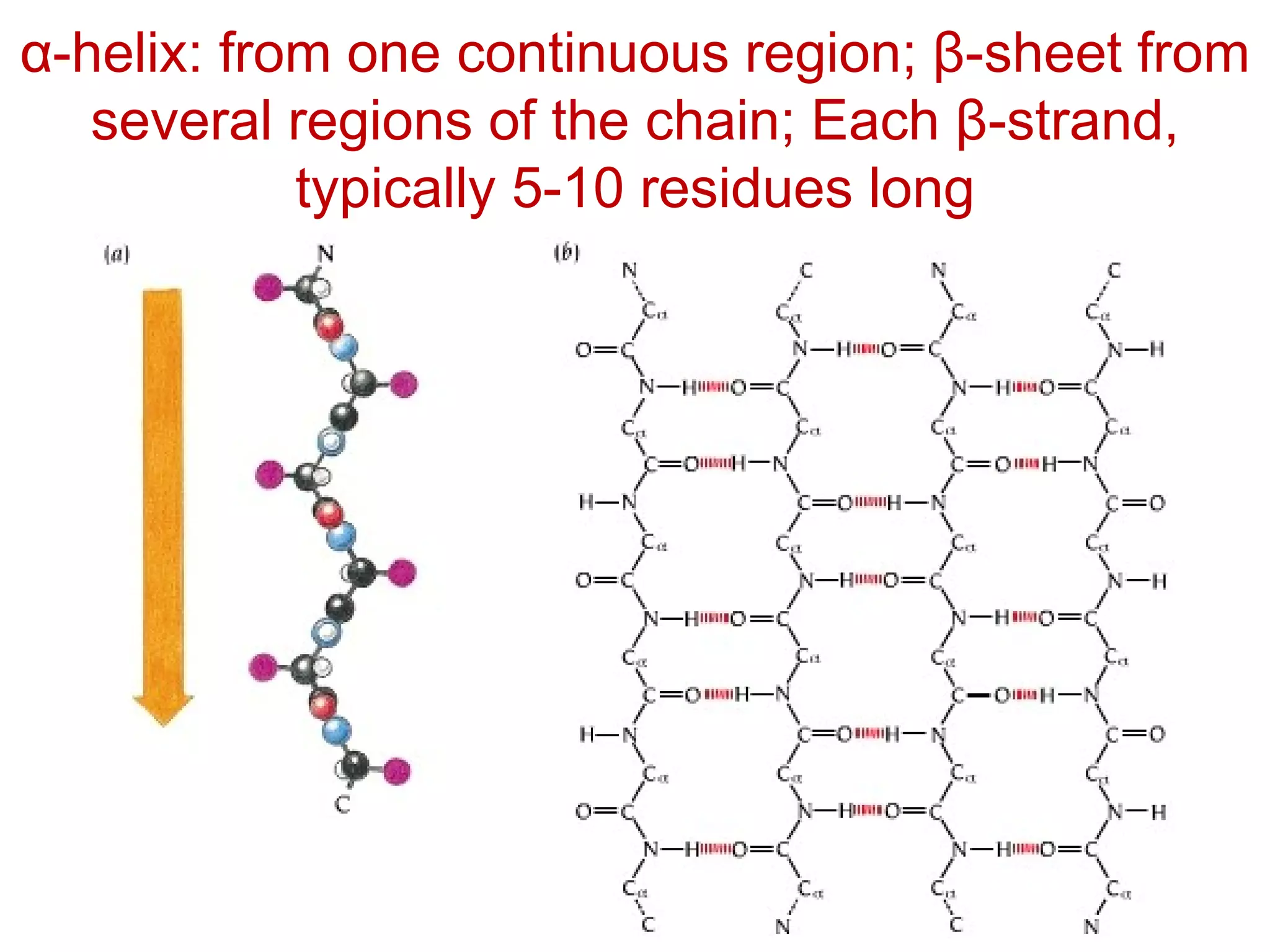 α-helix: from one continuous region; β-sheet from
several regions of the chain; Each β-strand,
typically 5-10 residues long
 