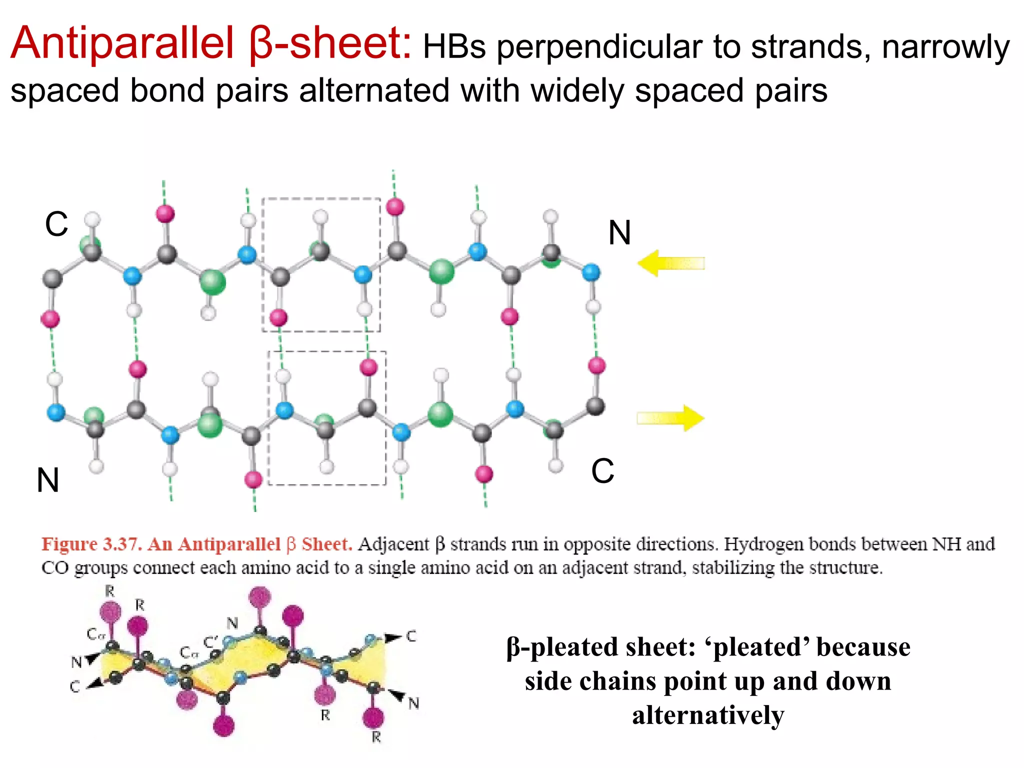 N
N
C
C
Antiparallel β-sheet: HBs perpendicular to strands, narrowly
spaced bond pairs alternated with widely spaced pairs
β-pleated sheet: ‘pleated’ because
side chains point up and down
alternatively
 