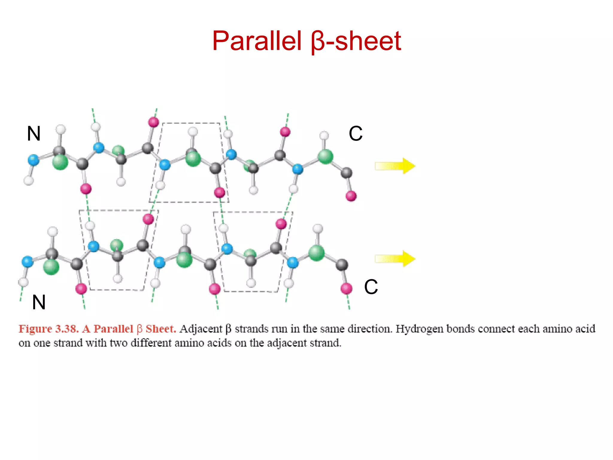 Parallel β-sheet
N
N
C
C
 