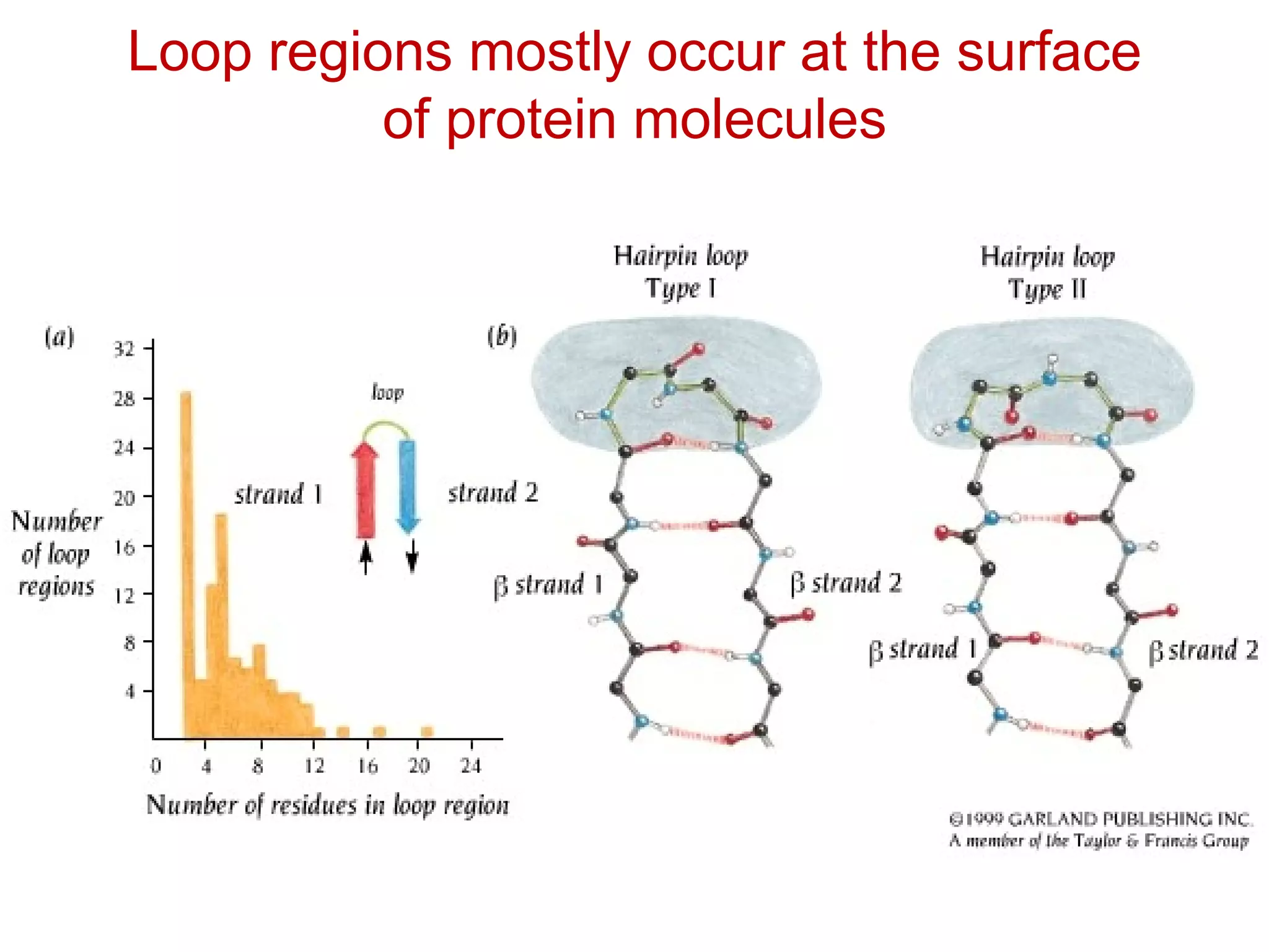 Loop regions mostly occur at the surface
of protein molecules
 