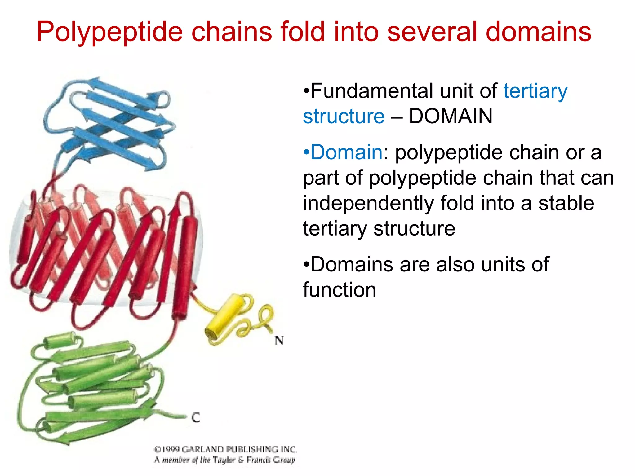 Polypeptide chains fold into several domains
•Fundamental unit of tertiary
structure – DOMAIN
•Domain: polypeptide chain or a
part of polypeptide chain that can
independently fold into a stable
tertiary structure
•Domains are also units of
function
 