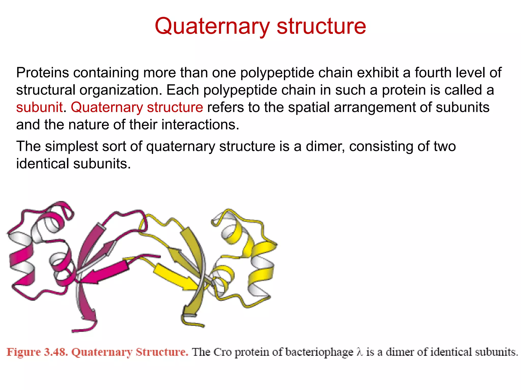 Quaternary structure
Proteins containing more than one polypeptide chain exhibit a fourth level of
structural organization. Each polypeptide chain in such a protein is called a
subunit. Quaternary structure refers to the spatial arrangement of subunits
and the nature of their interactions.
The simplest sort of quaternary structure is a dimer, consisting of two
identical subunits.
 