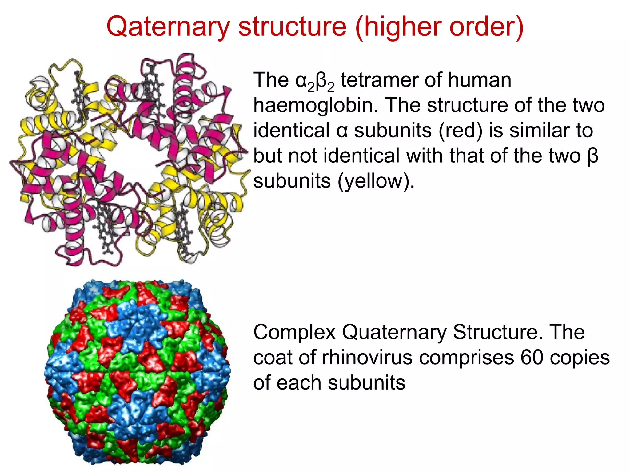 Qaternary structure (higher order)
Complex Quaternary Structure. The
coat of rhinovirus comprises 60 copies
of each subunits
The α2β2 tetramer of human
haemoglobin. The structure of the two
identical α subunits (red) is similar to
but not identical with that of the two β
subunits (yellow).
 