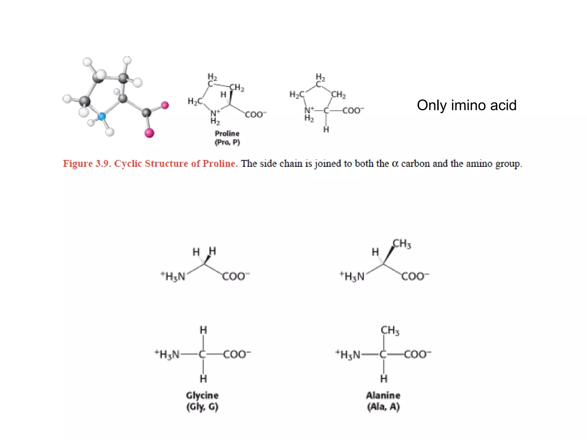 Only imino acid
 