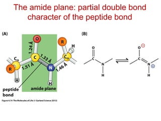 The amide plane: partial double bond
character of the peptide bond
 