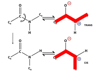 Cα
Cα
Cα
Cα
H
Cα
Cα
Cα
Cα
H
TRANS
CIS
 