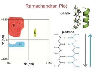 Ramachandran Plot
Ψ(psi)
Φ (phi)
α-Helix
β-Strand
 